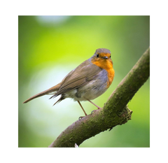 Copdock Mill Sunflower Hearts for Wild Birds – 12.5 k