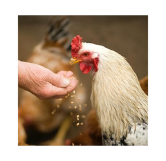 Copdock Mill Super Mixed Corn Chicken Feed – 5 kg