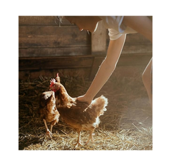 Copdock Mill Super Mixed Corn Chicken Feed – 5 kg