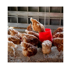 Copdock Mill Super Mixed Corn Chicken Feed – 5 kg