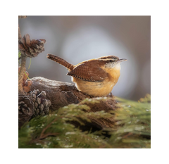 Copdock Mill Sunflower Hearts for Wild Birds – 12.5 k