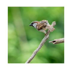 Copdock Mill Sunflower Hearts for Wild Birds – 12.5 k