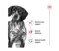 Royal Canin Medium Dry Adult Dog Food 3 kg