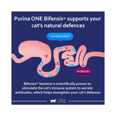 Purina ONE Adult Dry Cat Food | High Protein Chicken Blend | 6kg