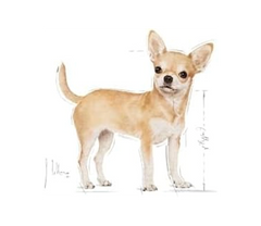 Royal Canin Chihuahua Adult Dry Dog Food – 3 kg