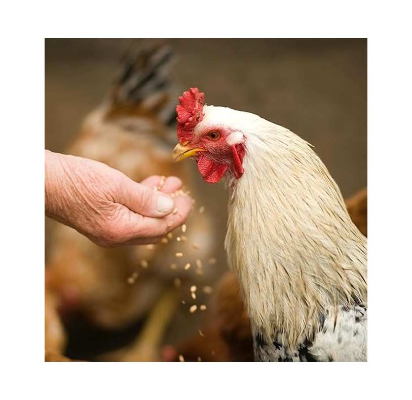 Copdock Mill Super Mixed Corn Chicken Feed – 5 kg