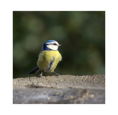 Copdock Mill Sunflower Hearts for Wild Birds – 12.5 k