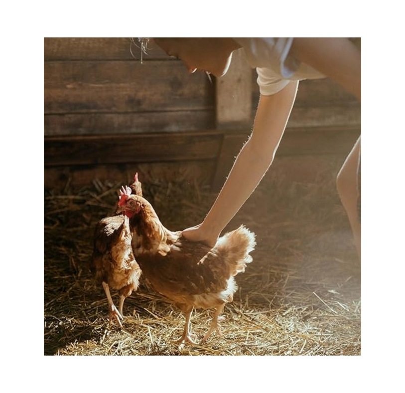 Copdock Mill Super Mixed Corn Chicken Feed – 5 kg