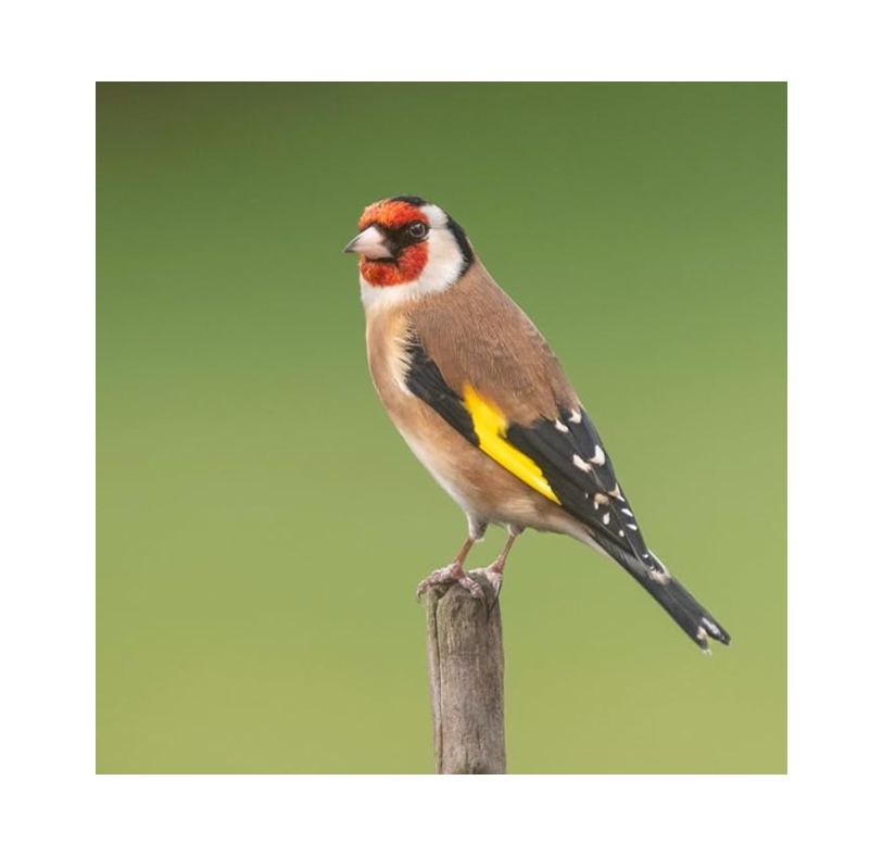 Copdock Mill Garden Feast Wild Bird Seed 12.75kg